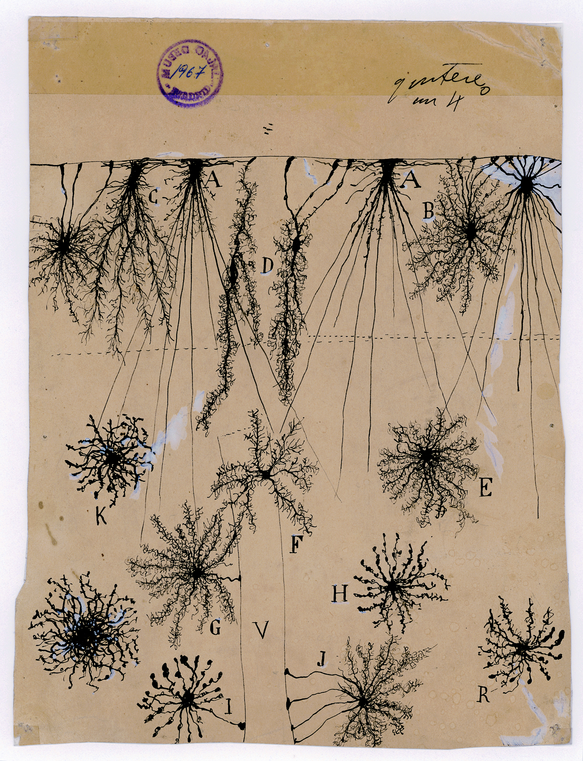 Santiago Ramón y Cajal, glial cells of the cerebral cortex of a child, 1904, ink and pencil on paper. Courtesy of Instituto Cajal (CSIC).