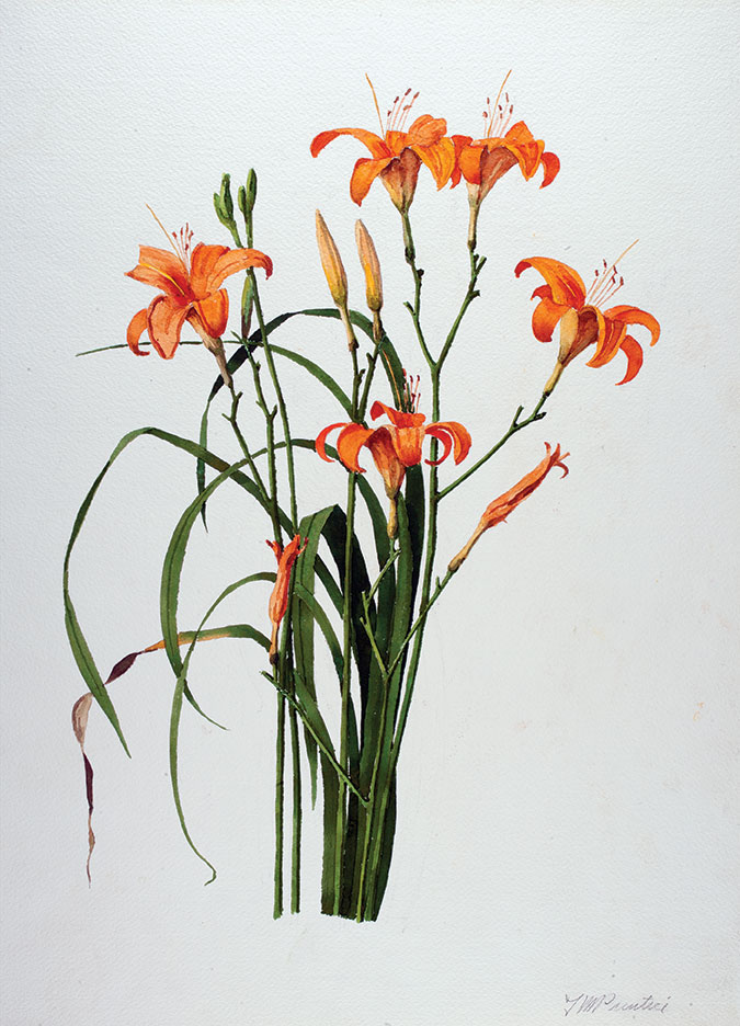 T. Merrill Prentice (1898—1985), Day Lily, 1969, Watercolor, 24 x 18 1/8 in., New Britain Museum of American Art, Gift of the Artist