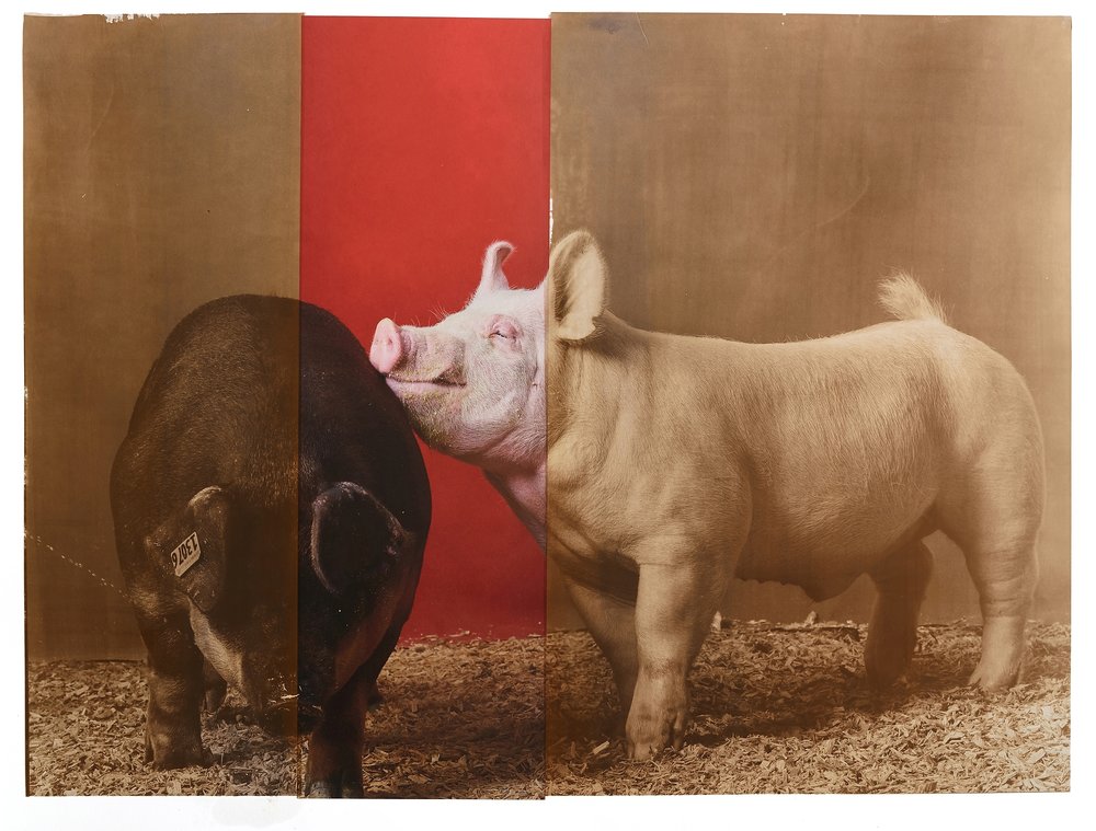 Supreme Champion Swine Male / Female Pair, 2018 Minnesota State Fair, salt print over archival pigment print, 20 x 24 inches, 2019