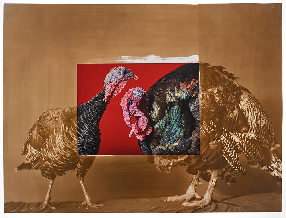 Supreme Champion Turkey Male / Female Pair, 2018 Minnesota State Fair, salt print over archival pigment print, 20 x 24 inches, 2019